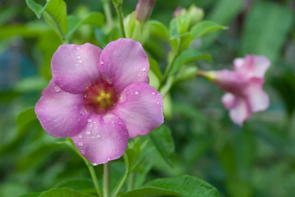 Flores de allamanda rosa — Fotografia de Stock