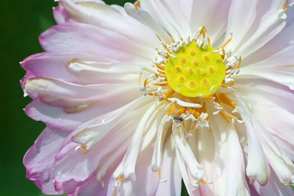Bei fiori di un loto — Foto Stock