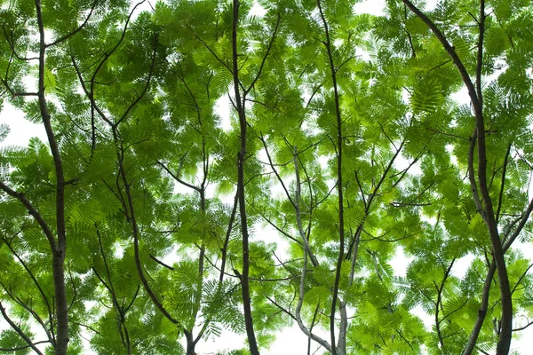抽象的な木に葉します。 — ストック写真