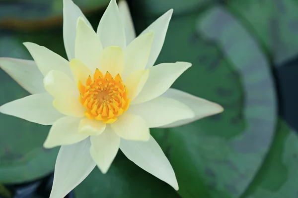 Lotus jaune — Photo
