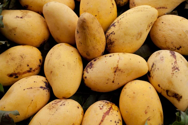 Golden mangoes — Stock Photo, Image