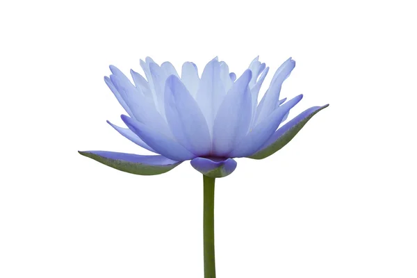 Lily água azul Imagens Royalty-Free
