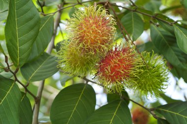 Rambutan meyve