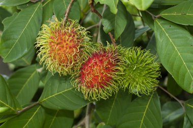 Rambutan meyve