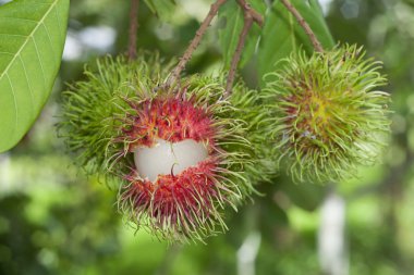 Rambutan meyve