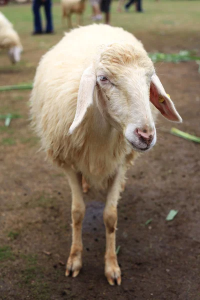 Білі вівці — стокове фото