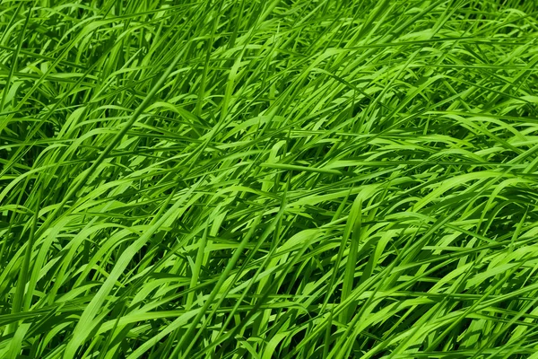 Rice field background — Stock Photo, Image