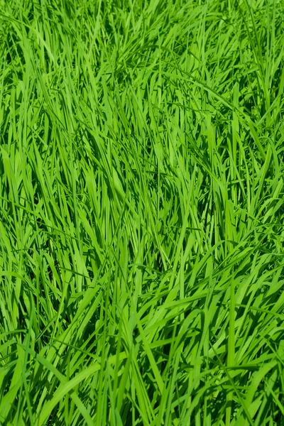Campo de arroz fundo — Fotografia de Stock