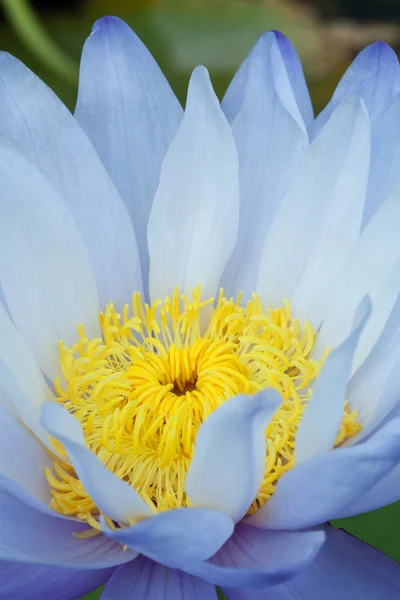 Blauwe lotus — Stockfoto