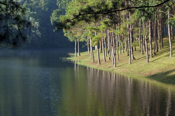 stock image Landscape with pine trees lake