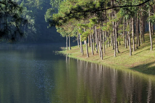 Stock image Landscape with pine trees lake