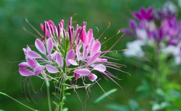 stock image Pink Flower in forest