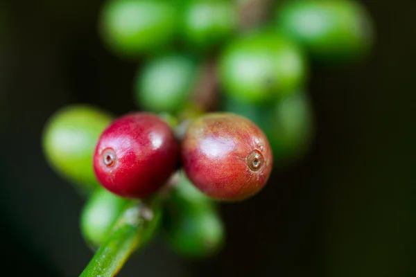 A növény szemes kávé — Stock Fotó