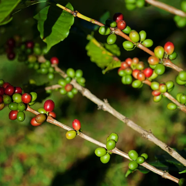 stock image Coffee beans on plant