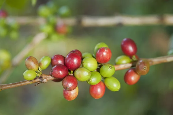 Kávová zrna na rostlině — Stock fotografie