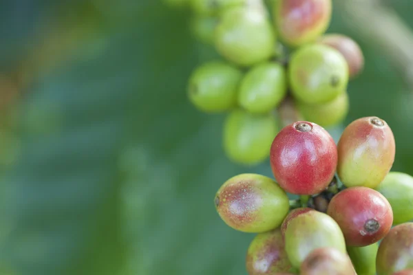 在植物上的咖啡豆 — 图库照片
