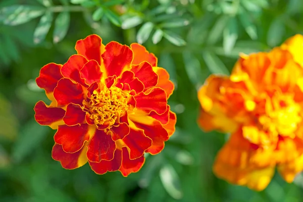 Flores de margarita roja — Foto de Stock