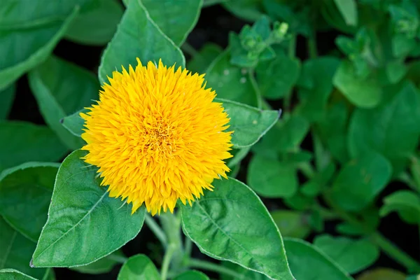 Flor amarela brilhante — Fotografia de Stock