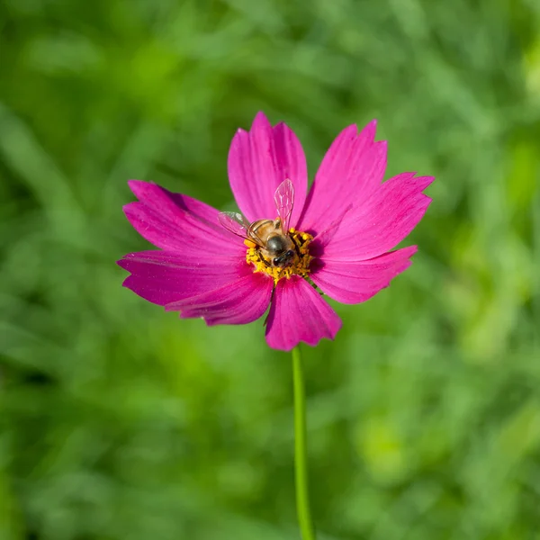 Cosmos λουλούδι με την μέλισσα — Φωτογραφία Αρχείου