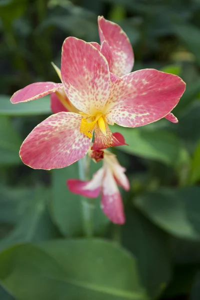 주황색 칸 나 꽃 식물 — 스톡 사진