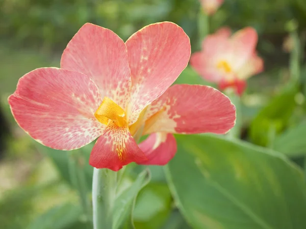 オレンジ カンナの花植物 — ストック写真