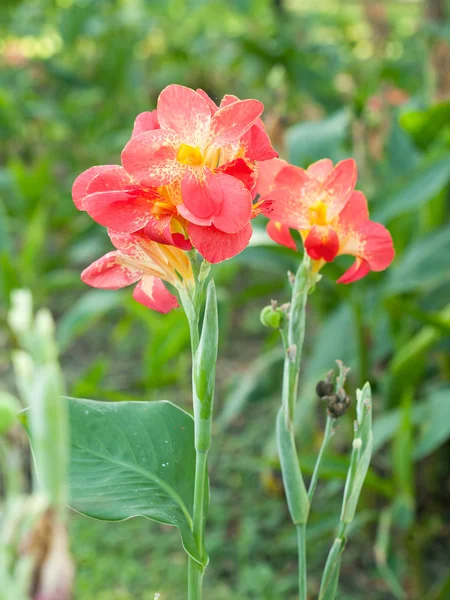 Laranja Canna plantas de flores — Fotografia de Stock