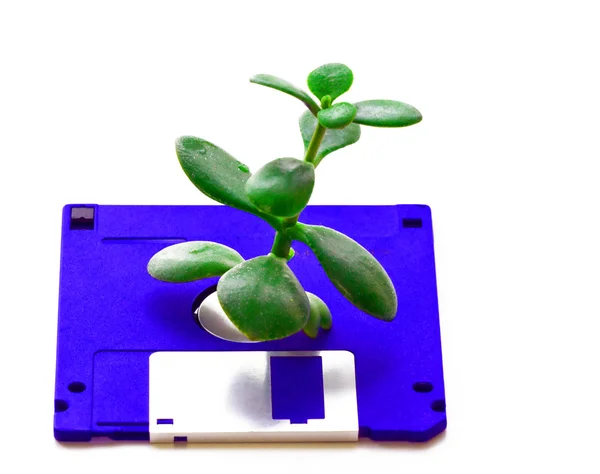 Disk and the plant – stockfoto