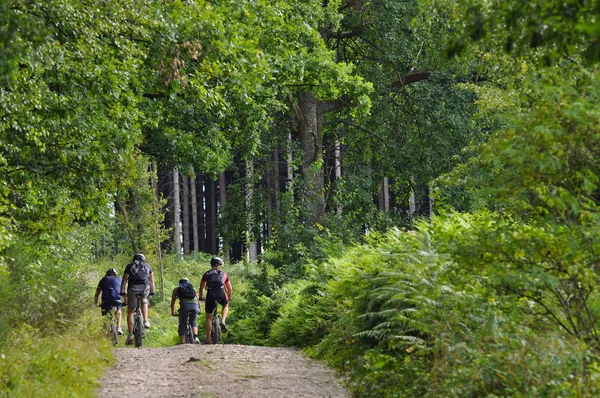 Mountainbikers 在一片森林 图库照片