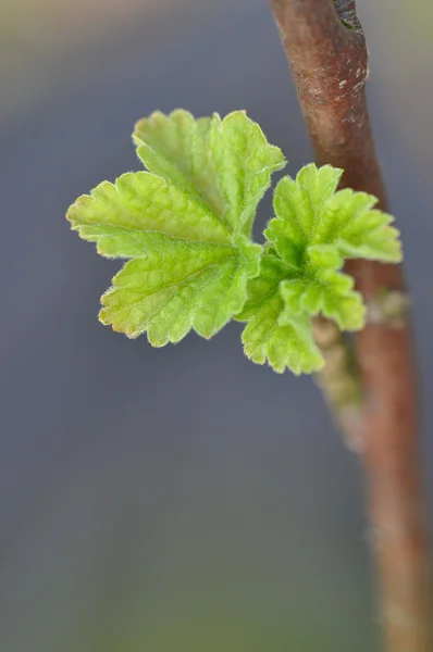 Redcurrant sprout — Stock Photo, Image
