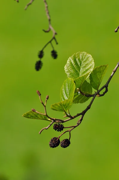 stock image European Alder