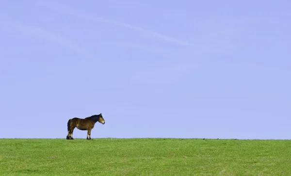Um cavalo — Fotografia de Stock