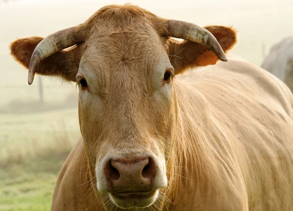 牛肉の portrit — ストック写真
