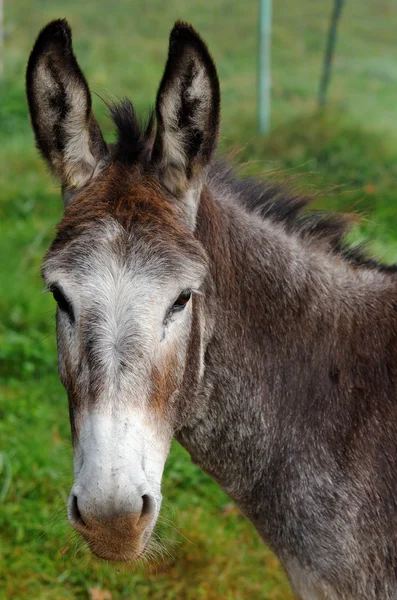 Mule portret — Stockfoto