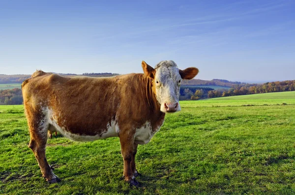 Большая корова — стоковое фото