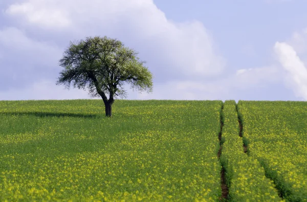 A mező és a fa — Stock Fotó