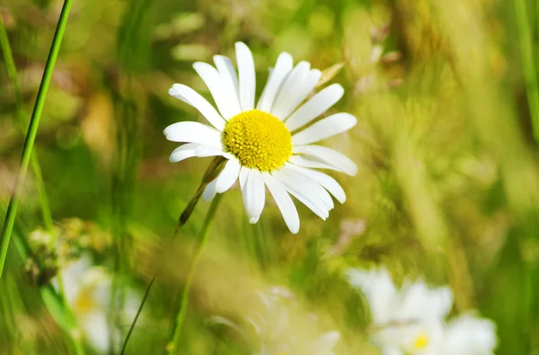 Papatya çiçeği — Stok fotoğraf