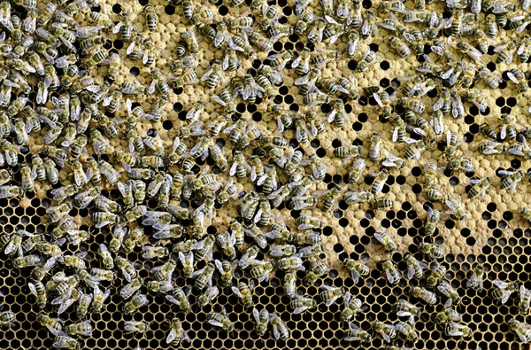 Μελισσοκομικά — Φωτογραφία Αρχείου