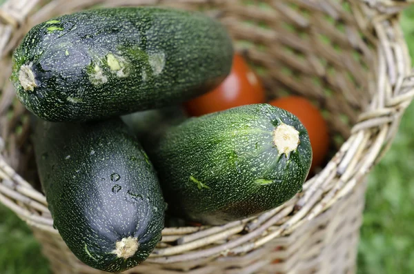 stock image Zucchini