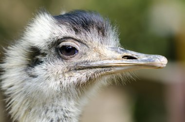 EMU portre