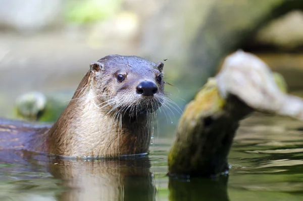 Otter in a zoo — Stock Photo, Image