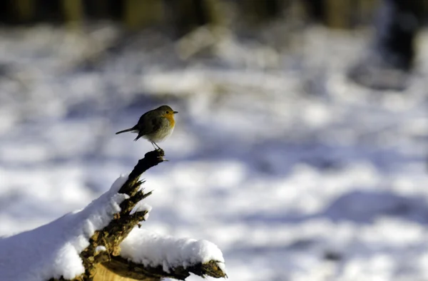 Robin πουλί — Φωτογραφία Αρχείου
