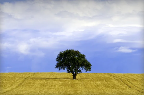 Copac izolat — Fotografie, imagine de stoc