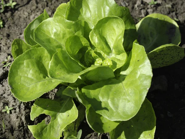 yeşil salata