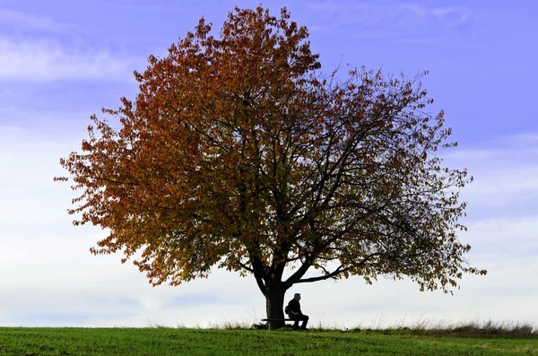 Seduto sotto l'albero — Foto Stock