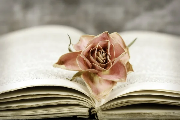 Rose und Buch — Stockfoto