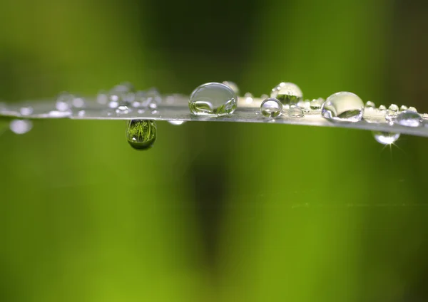 Drops and droplets — Stock Photo, Image