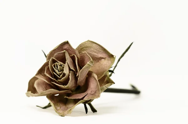 Rosa desbotada — Fotografia de Stock