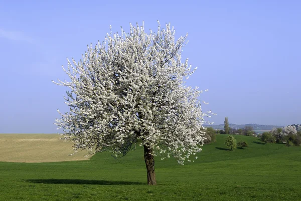 Springtime landscape — Stock Photo, Image