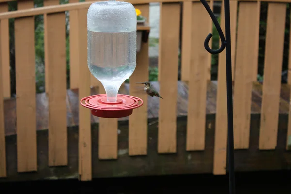 stock image Hummingbird feeding