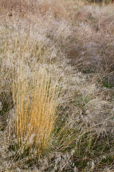 Hierba seca — Foto de Stock